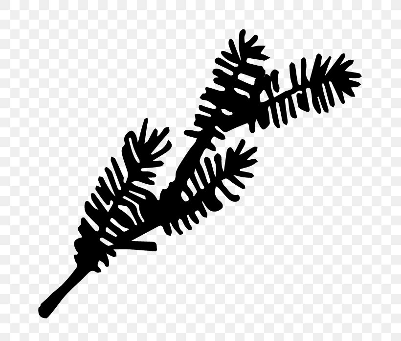 Clip Art Line Leaf Branching, PNG, 696x696px, Leaf, American Larch, Branch, Branching, Colorado Spruce Download Free