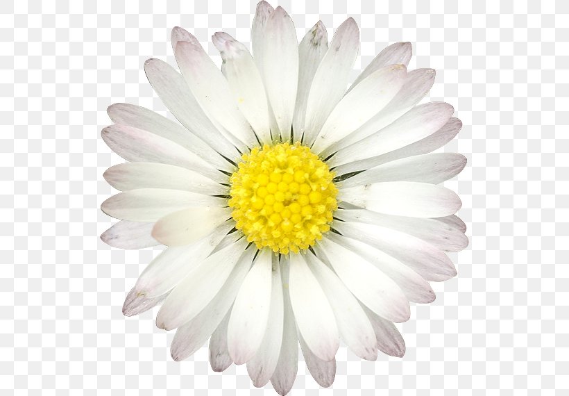 Common Daisy Flower Quotation Birthday, PNG, 532x570px, Common Daisy, Aphorism, Aster, Attitude, Birthday Download Free