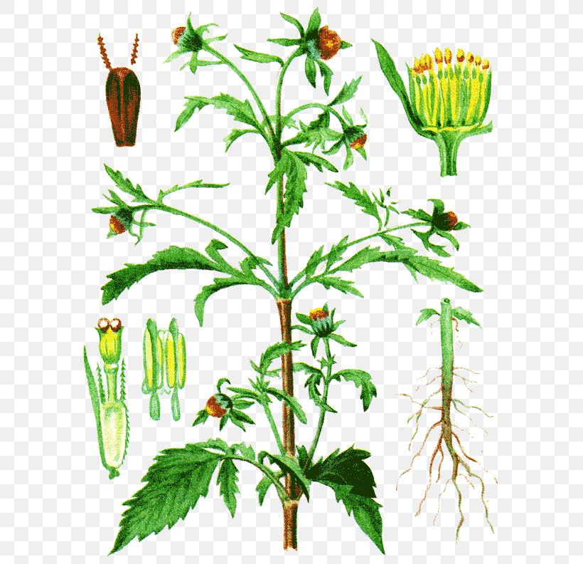 Dandelion Bidens Tripartita Black-jack Medicinal Plants Herbaceous Plant, PNG, 600x792px, Dandelion, Annual Plant, Bidens Tripartita, Blackjack, Daisy Family Download Free
