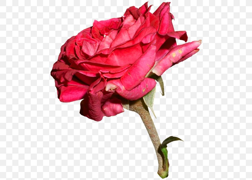 Garden Roses Centifolia Roses Image Editing, PNG, 500x586px, Garden Roses, Beach Rose, Centifolia Roses, China Rose, Collage Download Free