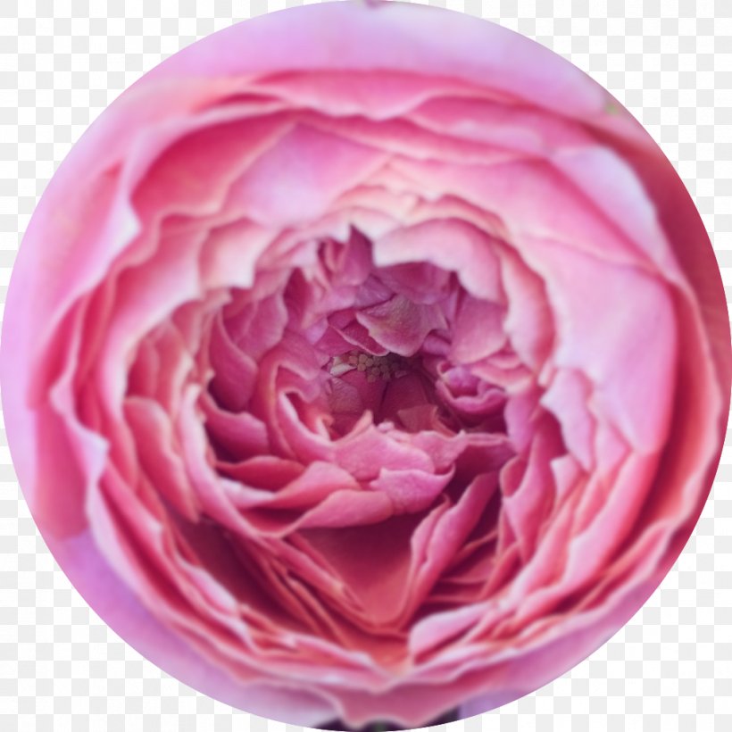 Garden Roses Herbalism Medicine Health Centifolia Roses, PNG, 1009x1009px, Garden Roses, Centifolia Roses, Cut Flowers, Disease, Flower Download Free
