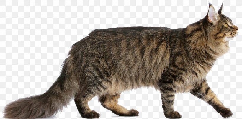Maine Coon Norwegian Forest Cat Bengal Cat Persian Cat Siberian Cat, PNG, 1451x717px, Maine Coon, American Bobtail, American Wirehair, Asian, Asian Semi Longhair Download Free