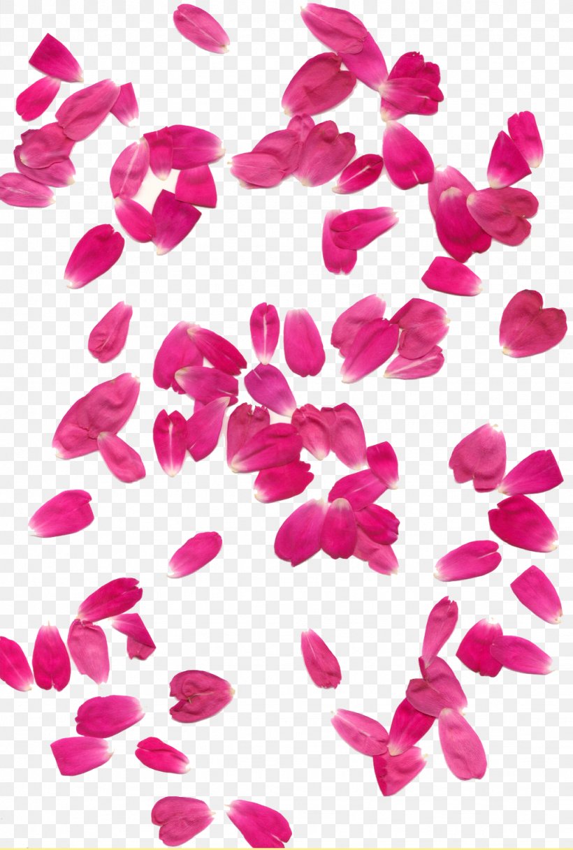 Petal Rose, PNG, 1024x1521px, Watercolor, Cartoon, Flower, Frame, Heart Download Free