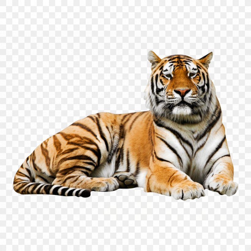 Siberian Tiger Wall Decal Lion Bengal Tiger Poster, PNG, 1000x1000px ...