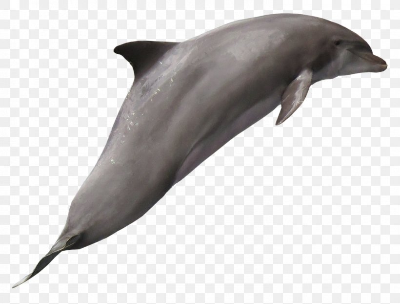 Tucuxi Common Bottlenose Dolphin Wholphin White-beaked Dolphin, PNG, 1483x1126px, Common Bottlenose Dolphin, Animal, Bottlenose Dolphin, Cetacea, Dolphin Download Free
