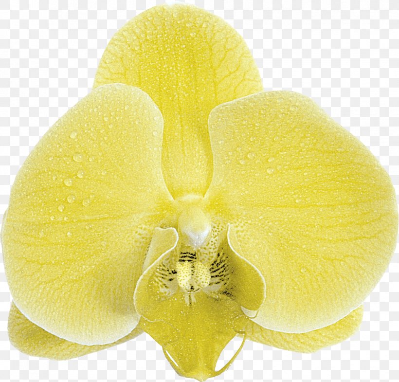 Moth Orchids Close-up, PNG, 1017x974px, Moth Orchids, Closeup, Flower, Moth Orchid, Orchids Download Free