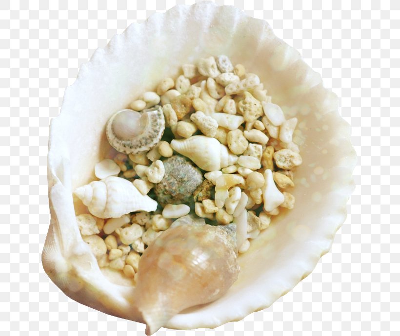 Seashell Animated Film Clip Art, PNG, 650x690px, Seashell, Animated Film, Bank, Clam, Clams Oysters Mussels And Scallops Download Free