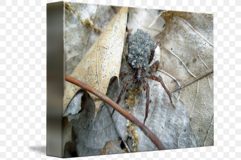 Wolf Spider Insect Infant Post Cards, PNG, 650x547px, Spider, Arthropod, Infant, Insect, Invertebrate Download Free
