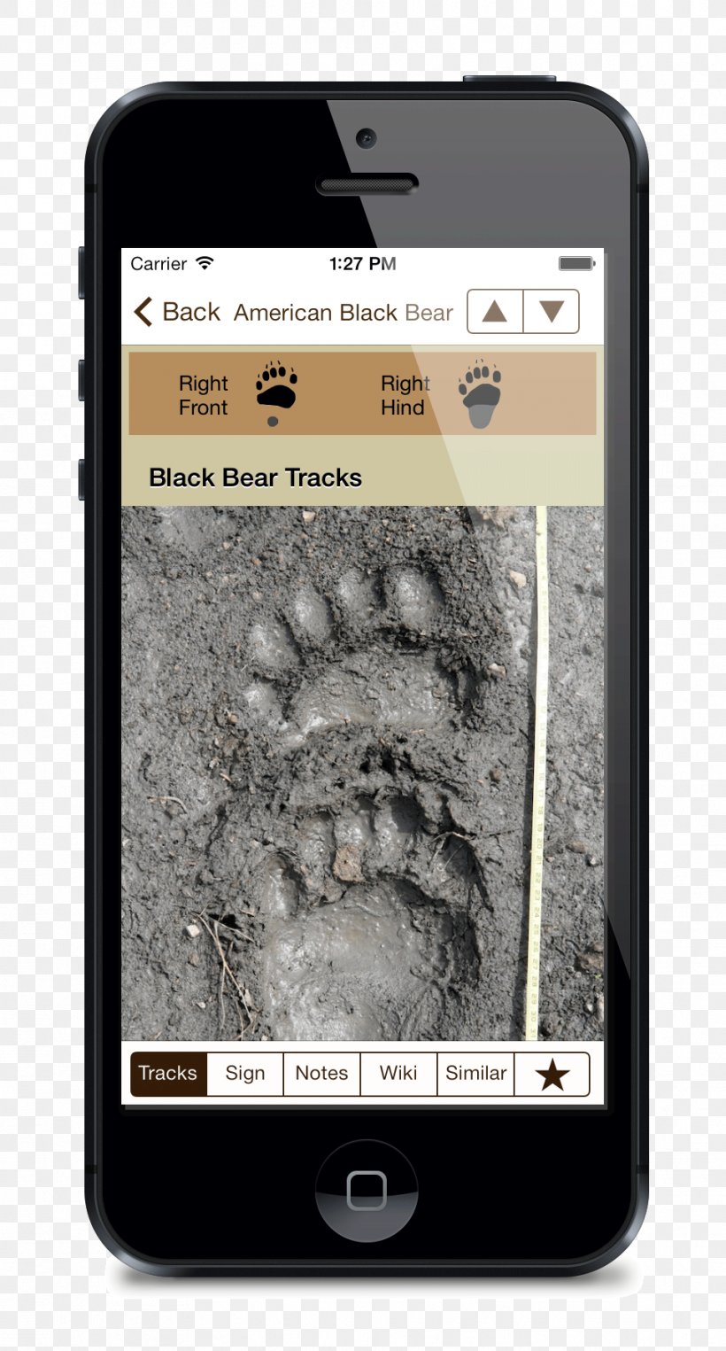 American Black Bear Elk Armadillo Deer Animal Track, PNG, 963x1792px, American Black Bear, Animal, Animal Track, Armadillo, Bear Download Free