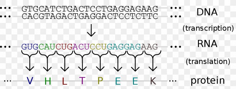 Amino Acid Genetic Code DNA Nucleic Acid, PNG, 1024x388px, Amino Acid, Acid, Base, Brand, Chromosome Download Free