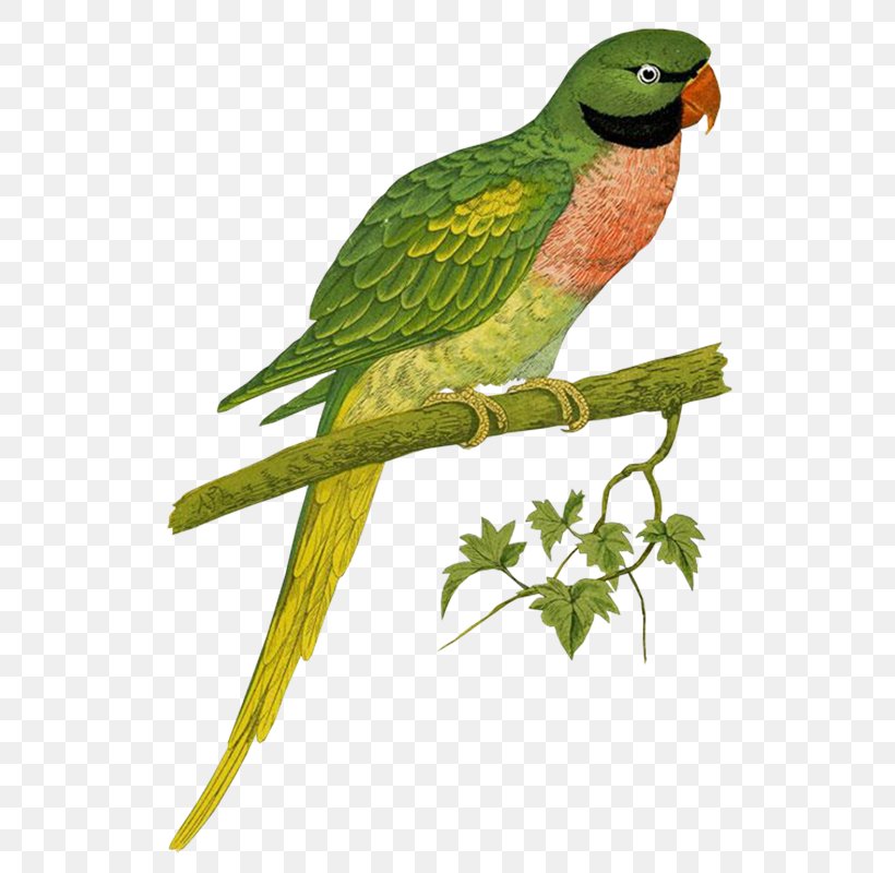 Budgerigar Bird Red-breasted Parakeet Parrots In Captivity, PNG, 538x800px, Budgerigar, Beak, Bird, Brahminy Starling, Common Pet Parakeet Download Free