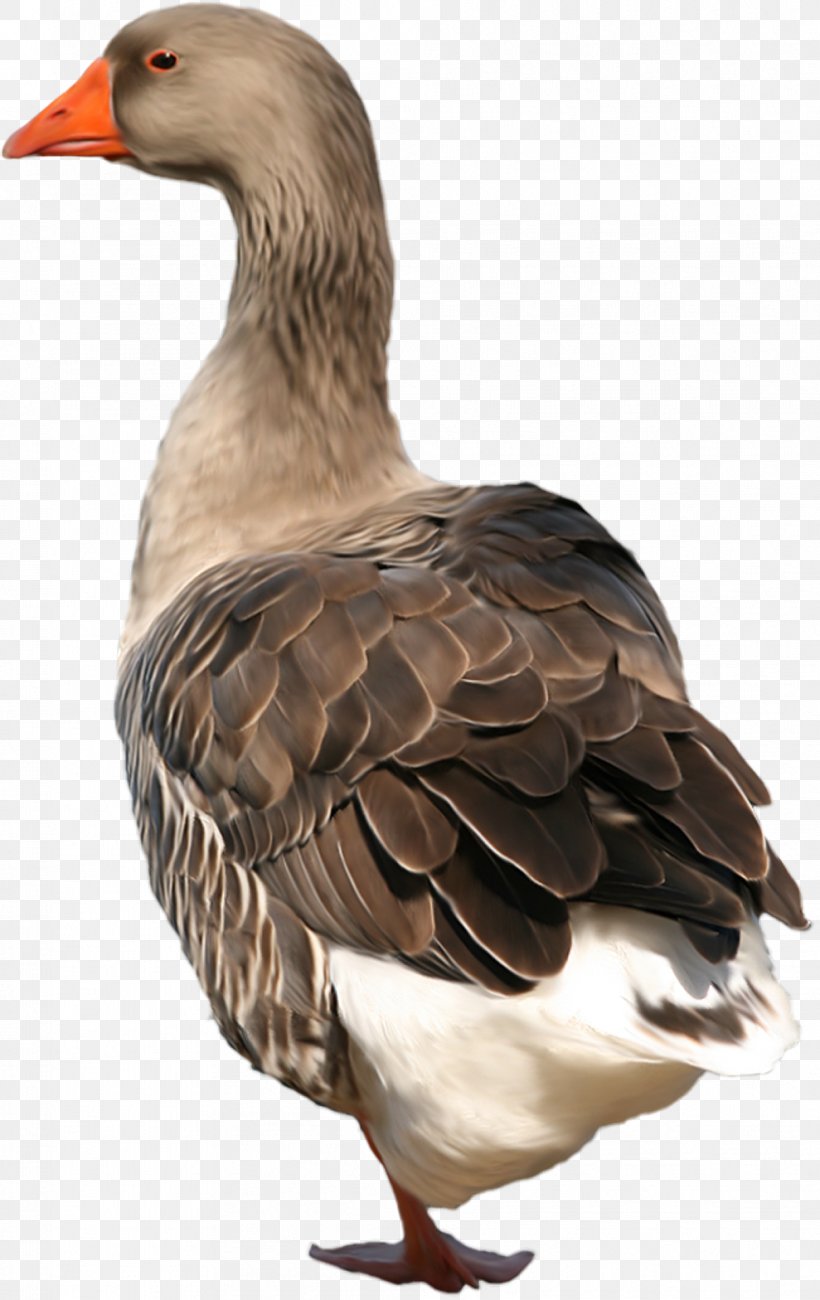 Duck Bird Swan Goose, PNG, 989x1568px, Goose, Animal, Anser, Beak, Bird Download Free