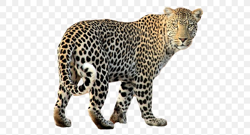 Felidae Jaguar Black Panther Cheetah Tiger, PNG, 800x443px, Watercolor, Cartoon, Flower, Frame, Heart Download Free