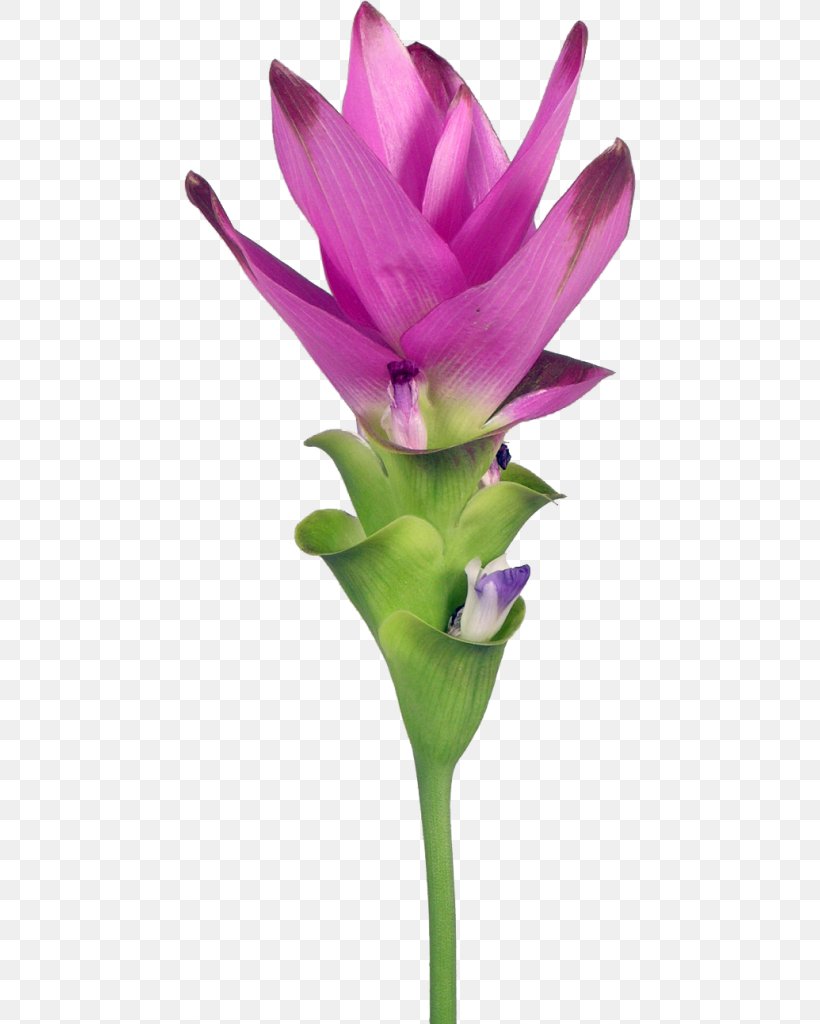 Petal Siam Tulip Turmeric Cut Flowers, PNG, 488x1024px, Petal, Blume, Cut Flowers, Flora, Flower Download Free