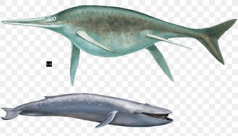 Tucuxi Short-beaked Common Dolphin Common Bottlenose Dolphin Ichthyosaur Rough-toothed Dolphin, PNG, 1570x900px, Tucuxi, Blue Whale, Cetacea, Common Bottlenose Dolphin, Dolphin Download Free