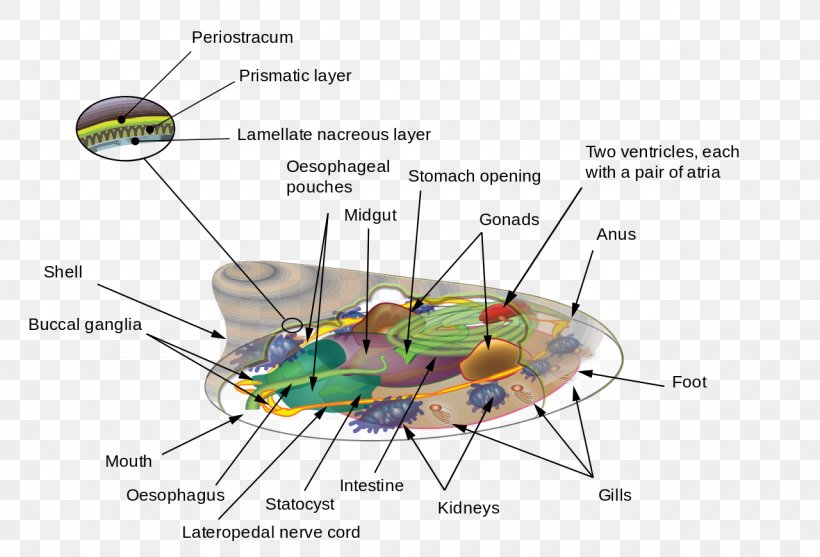 Line Angle Diagram, PNG, 1280x871px, Diagram, Organism Download Free