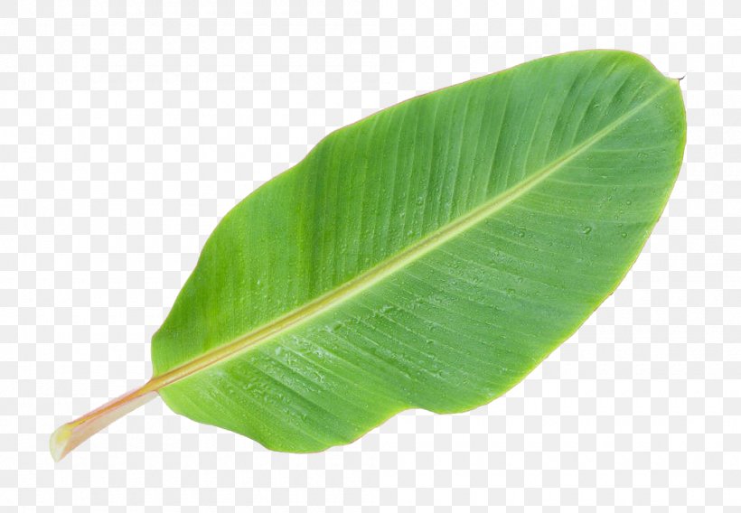 Musa Basjoo Banana Leaf, PNG, 1000x693px, Banana Leaf, Arecaceae, Banana, Date Palm, Green Download Free