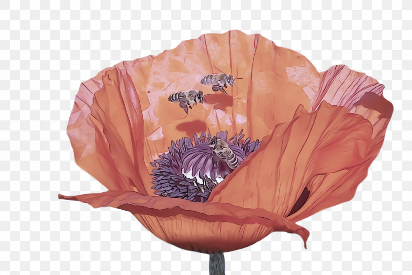 Orange, PNG, 2448x1636px, Oriental Poppy, Coquelicot, Corn Poppy, Flower, Orange Download Free