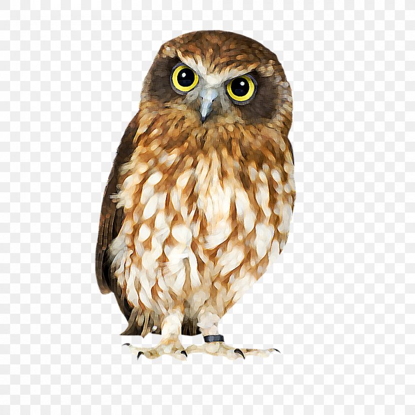 Barn Owl Bird Clip Art, PNG, 1000x1000px, Owl, Barn Owl, Barred Owl, Beak, Bird Download Free