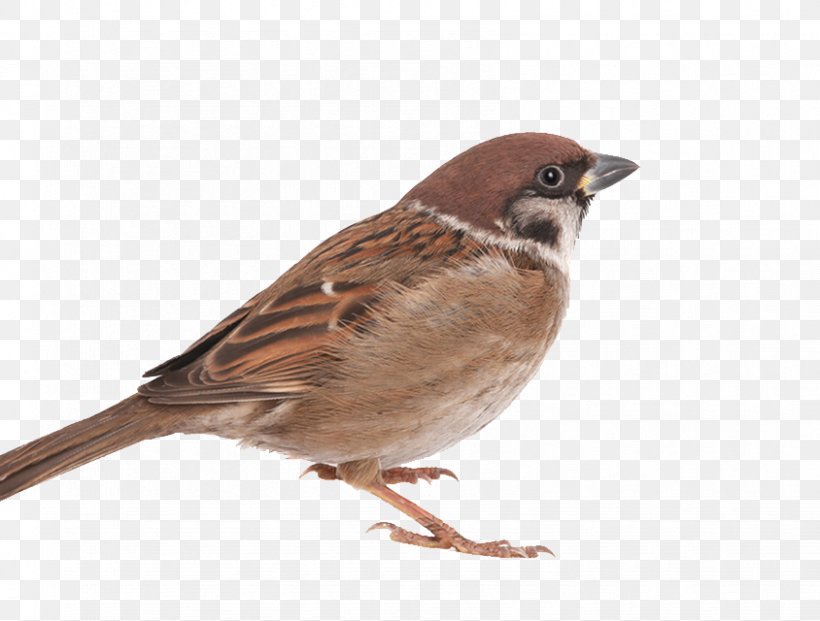 House Sparrow Bird, PNG, 844x640px, House Sparrow, American Sparrows, Animal, Beak, Bird Download Free