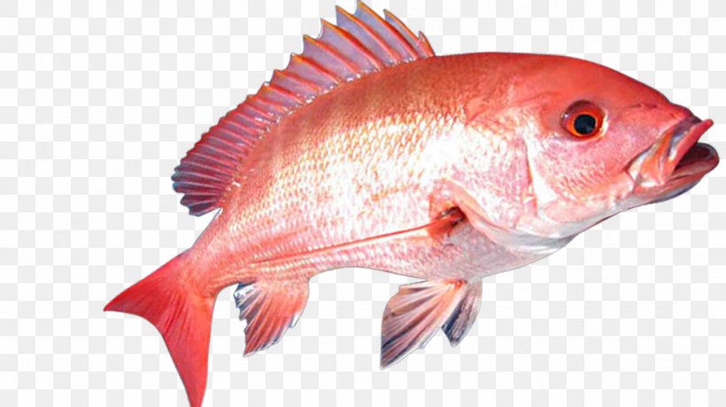 Northern Red Snapper Fishing Tilapia, PNG, 986x554px, Northern Red Snapper, Angling, Animal Source Foods, Bony Fish, Cod Download Free