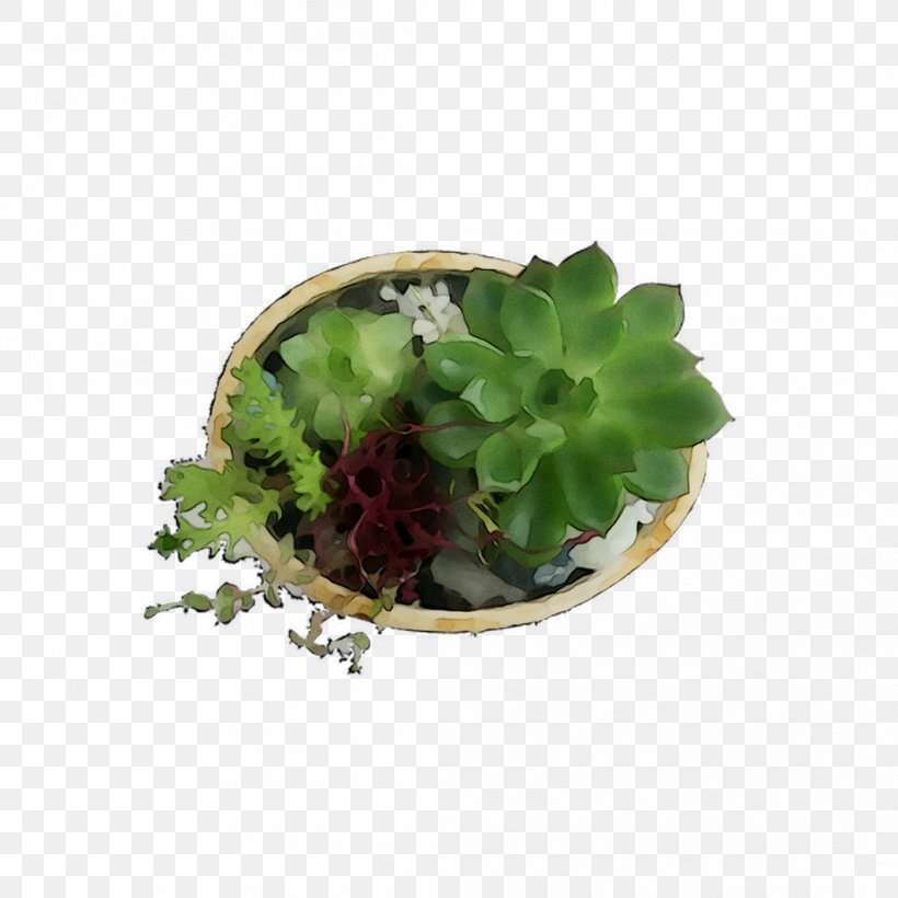 Herb, PNG, 1062x1062px, Herb, Echeveria, Flower, Flowerpot, Geranium Download Free