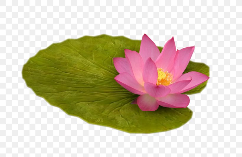 Pygmy Water-lily Nelumbo Nucifera Computer Software Clip Art, PNG, 800x532px, Pygmy Waterlily, Aquatic Plant, Computer Software, Flower, Gratis Download Free