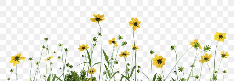 Oxeye Daisy IStock Chamomile Stock Photography, PNG, 1070x374px, Oxeye Daisy, Chamaemelum, Chamaemelum Nobile, Chamomile, Commodity Download Free