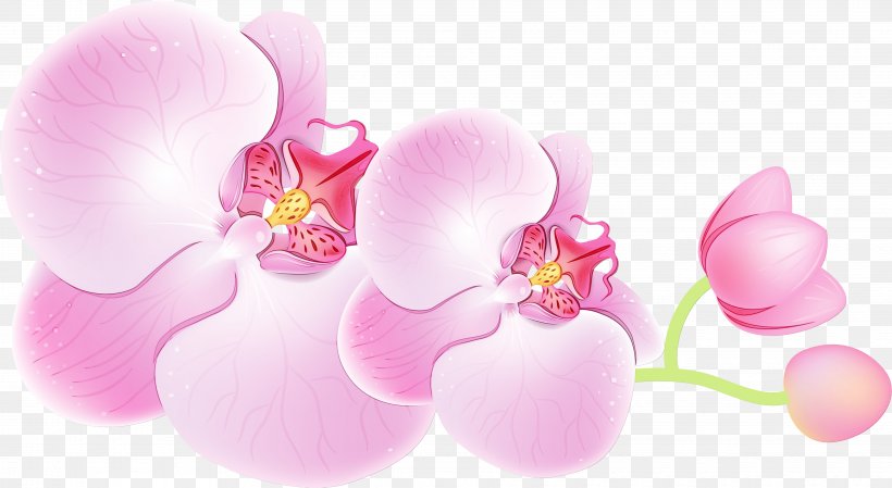 Pink Moth Orchid Flower Petal Plant, PNG, 3855x2112px, Watercolor, Blossom, Flower, Flowering Plant, Moth Orchid Download Free