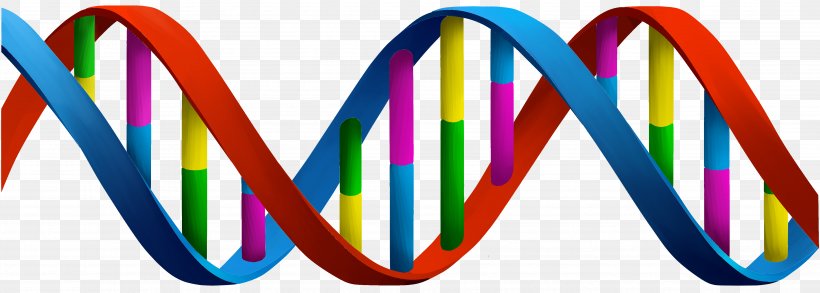 DNA Nucleic Acid Double Helix Nucleotide RNA Gene, PNG, 4339x1551px, Dna, Adenine, Base Pair, Biology, Cell Download Free