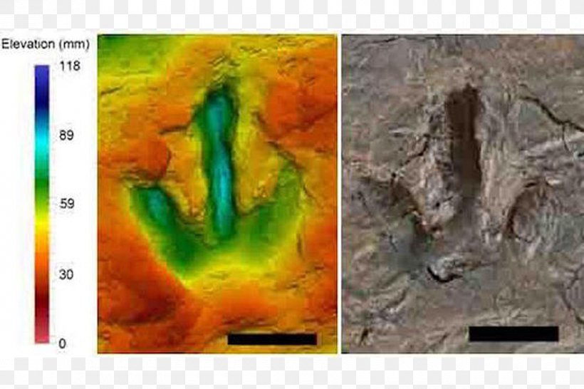 Megalosaurus Meat-Eating Dinosaurs Footprint Fossil, PNG, 900x600px, Megalosaurus, Art, Dinosaur, Dinosaur Footprints Reservation, Ecological Footprint Download Free