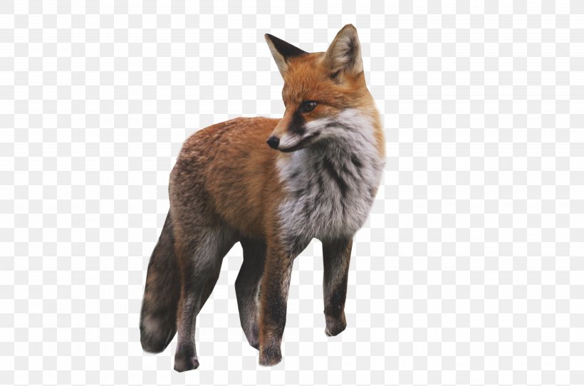 Red Fox Arctic Fox Kit Fox Gray Fox, PNG, 4000x2645px, Red Fox, Animal, Arctic Fox, Carnivoran, Deviantart Download Free