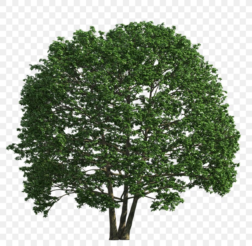 Shrub Tree English Oak, PNG, 800x800px, Shrub, Box, Branch, English Oak, Evergreen Download Free