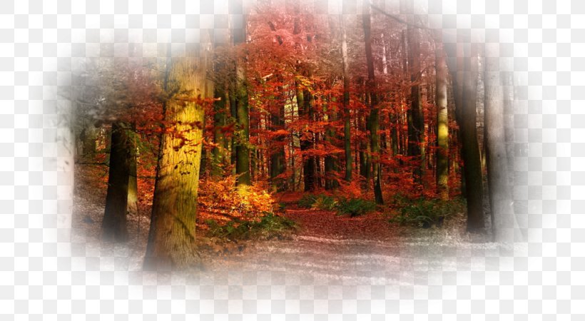 4K Resolution Autumn Desktop Wallpaper High-definition Television, PNG, 800x450px, 4k Resolution, Autumn, Autumn Leaf Color, Computer, Display Resolution Download Free