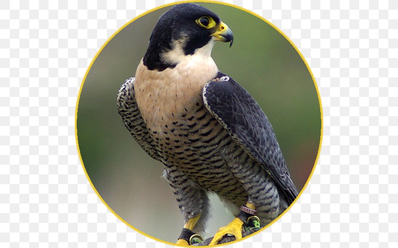Bird Bat Falcon Falconry Hawk, PNG, 512x512px, Bird, Beak, Bird Of Prey, Falcon, Falconry Download Free