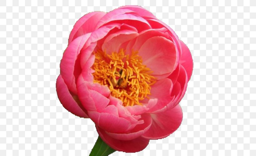 Chinese Peony Paeonia 'Coral Sunset' Paeonia 'Coral Charm' Flower, PNG, 500x500px, Peony, Annual Plant, Chinese Peony, Common Peony, Coral Download Free