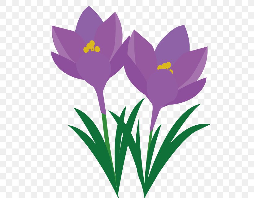 Crocus Clip Art, PNG, 640x640px, Crocus, Flora, Flower, Flowering Plant, Grass Download Free