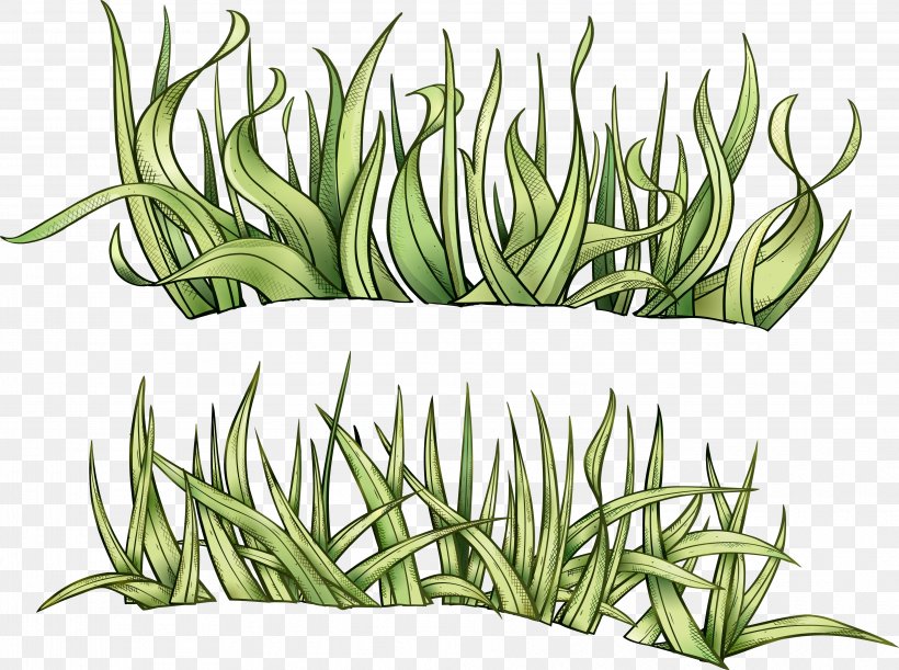 Grass Drawing Herbaceous Plant Clip Art, PNG, 4054x3025px, Grass, Animation, Commodity, Drawing, Grass Family Download Free