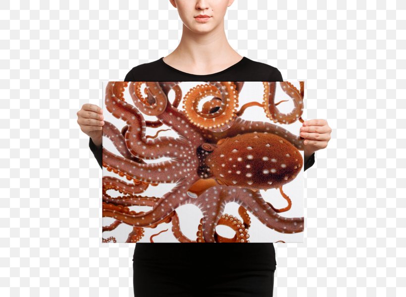 Octopus Squid Drawing Cephalopod, PNG, 600x600px, Octopus, Art, Biological Illustration, Book Illustration, Canvas Print Download Free