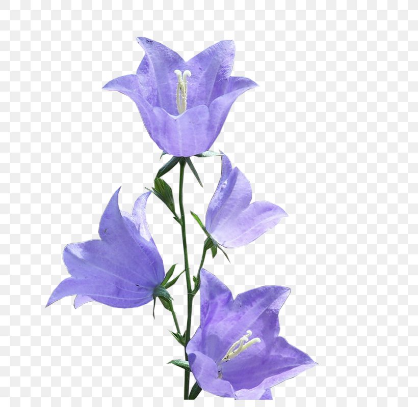 Clip Art Bellflowers Image GIF, PNG, 760x800px, Bellflowers, Bellflower, Bellflower Family, Blue, Cut Flowers Download Free