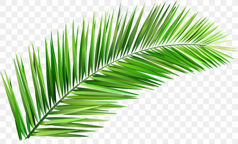 Arecaceae Coconut Tree Leaf Clay, PNG, 1024x623px, Arecaceae, Arecales, Clay, Coconut, Grass Download Free