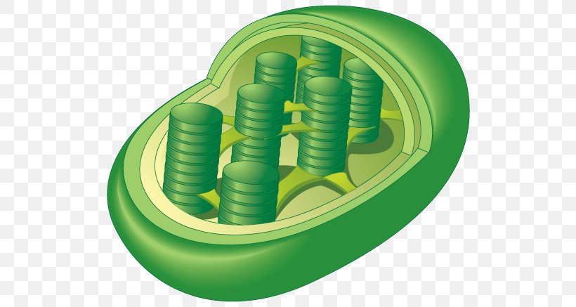 Chloroplast Organelle Photosynthesis Plant Cell, PNG, 639x437px
