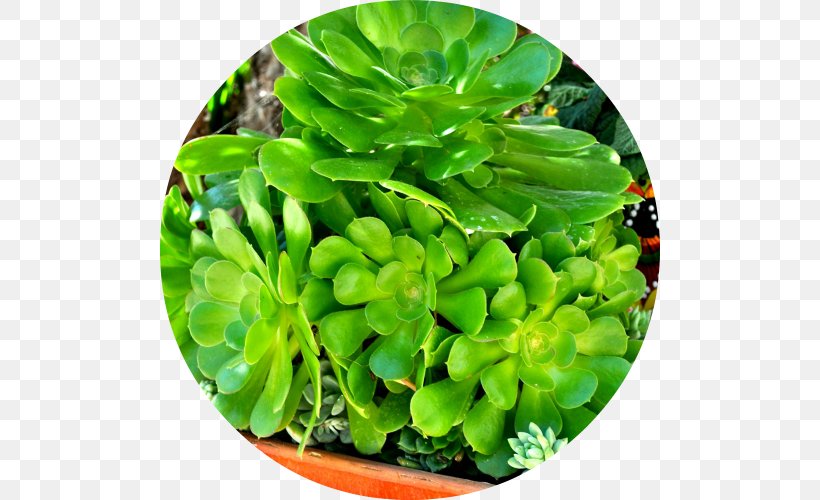 Hardy Succulents: Tough Plants For Every Climate Succulent Plant Encinitas Leaf Wedding, PNG, 500x500px, Succulent Plant, Centrepiece, Encinitas, Flower Bouquet, Gift Download Free