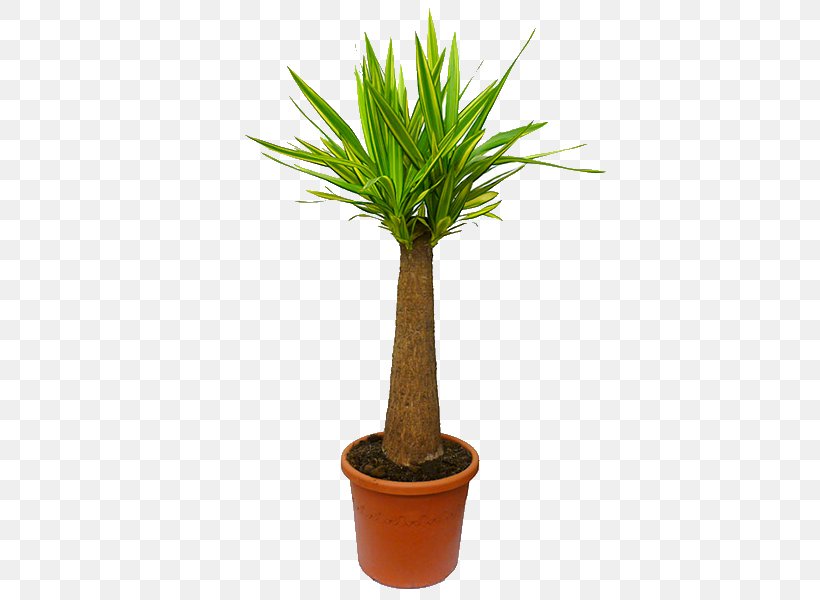 Arecaceae Houseplant Spanish Dagger Flowerpot Ponytail Palm, PNG, 600x600px, Arecaceae, Arecales, Beaucarnea, Bonsai, Chinese Evergreens Download Free