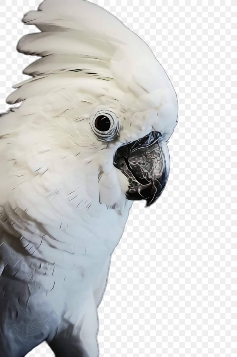 Bird Cockatoo Parrot Beak Parakeet, PNG, 1632x2452px, Watercolor, Beak, Bird, Budgie, Cockatoo Download Free
