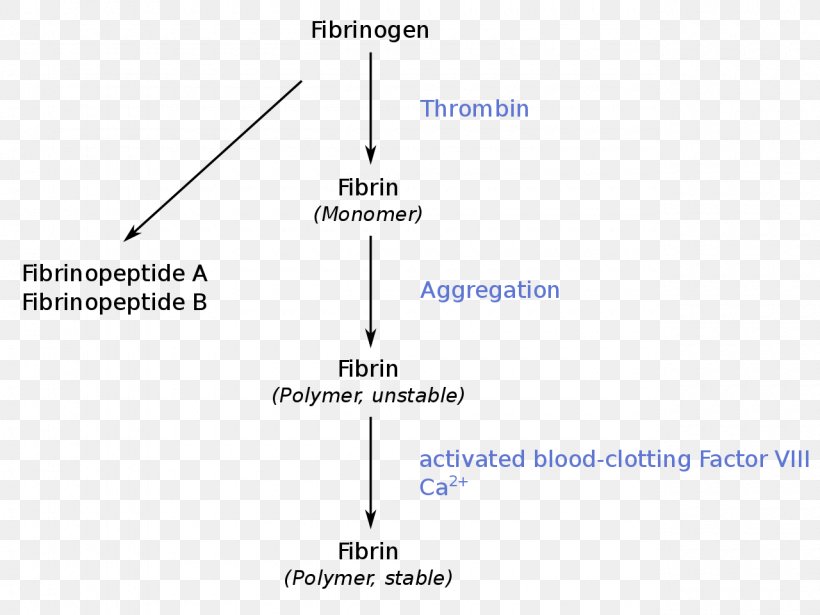 Fibrinogen Thrombin Coagulation Thrombus, PNG, 1280x960px, Fibrinogen, Area, Blood, Blood Proteins, Coagulation Download Free