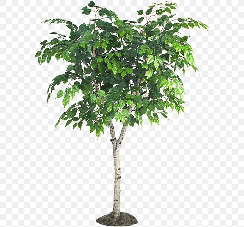 Tree Branch Flowerpot Fiddle-leaf Fig Shrub, PNG, 600x763px, Tree, Birch, Bonsai, Branch, Chinese Sweet Plum Download Free