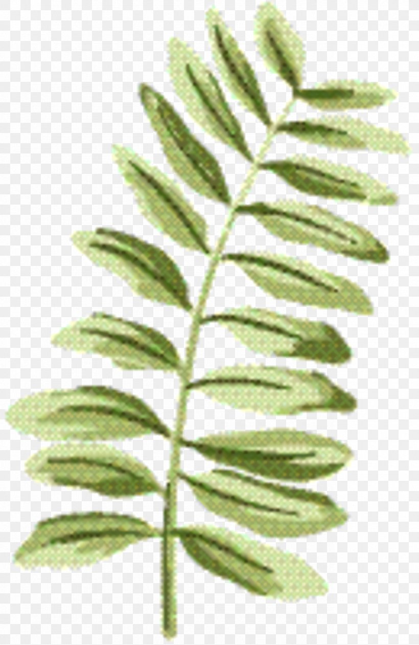 Woody Background, PNG, 1284x1976px, Fern, Caesalpinia, Curry Tree, Flower, Leaf Download Free
