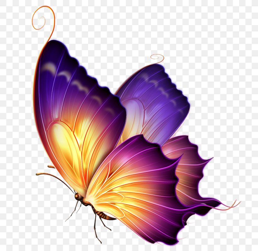 Butterfly Design, PNG, 800x800px, Butterfly, Brushfooted Butterfly, Glasswing Butterfly, Insect, Invertebrate Download Free