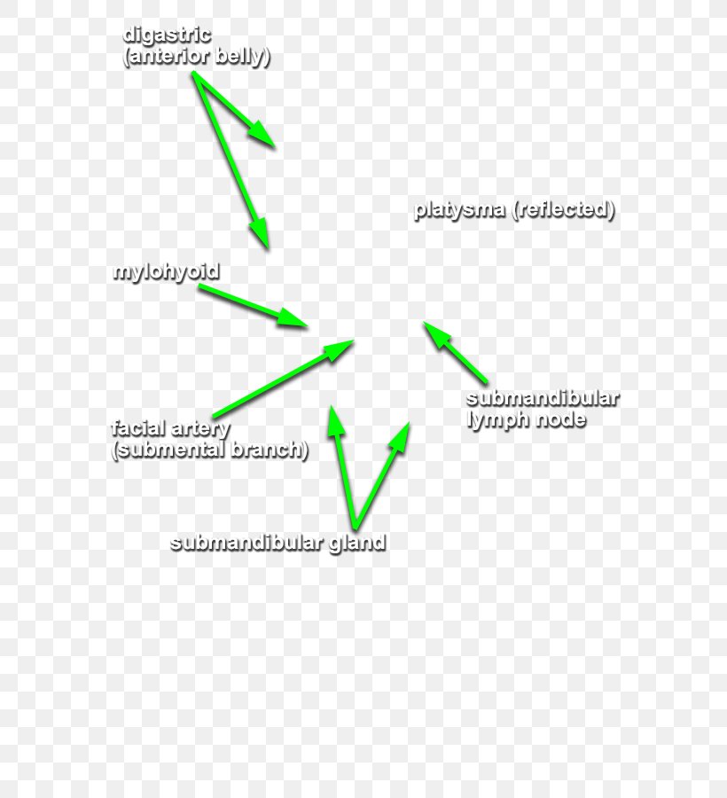 Digastric Muscle Submandibular Gland Mylohyoid Muscle Neck Facial Artery, PNG, 598x900px, Digastric Muscle, Area, Artery, Brand, Diagram Download Free